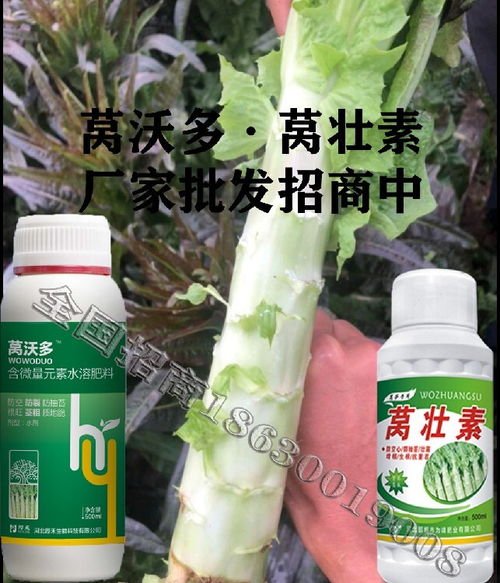 為峰肥業(yè)萵壯素,萵筍膨大為峰肥業(yè)萵筍葉面肥用的時間