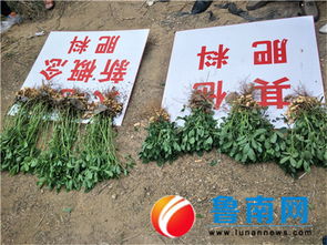 山東新概念肥業(yè)秋季花生觀摩會在莒縣召開